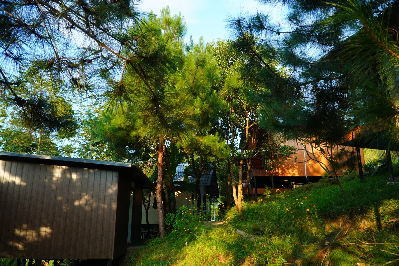 Cabins set among pine trees on the Jashill Homestay slope, Du Gia, August 2026